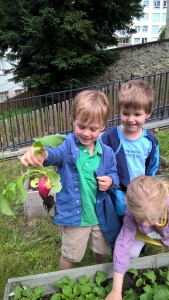 Les petits cueillent leurs radis!